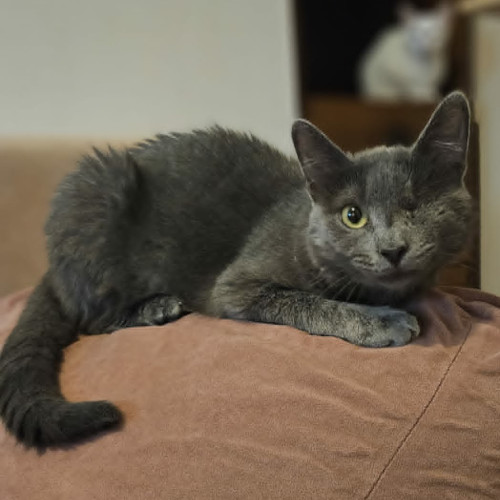 Katze links