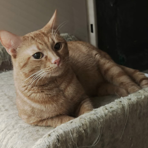 Katze rechts
