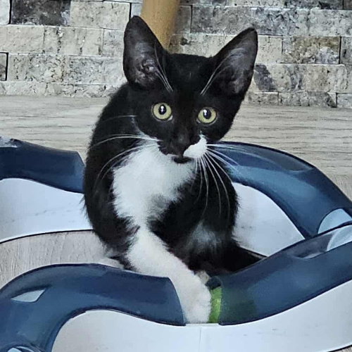 Katze links