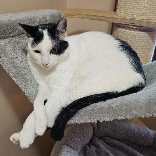 Katze links