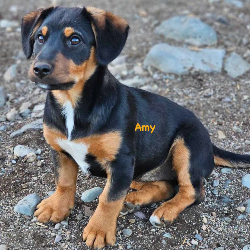 Hund links