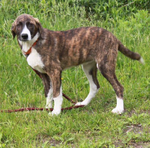 Hund links