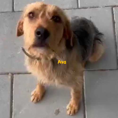 Hund links