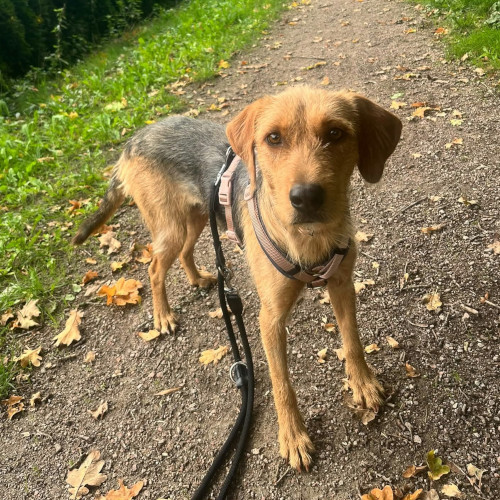 Hund links