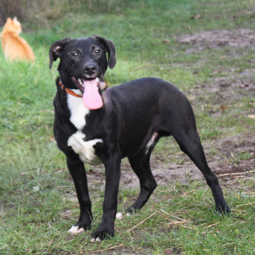 Hund links