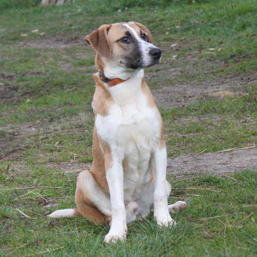 Hund links