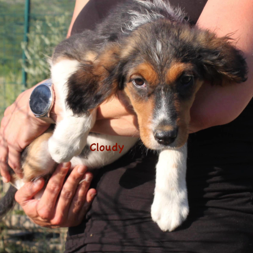 Hund links
