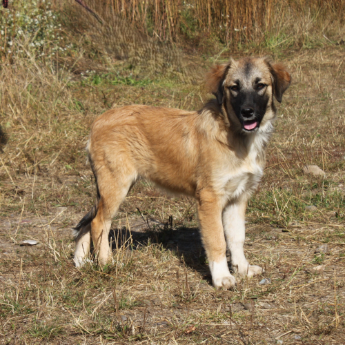 Hund links
