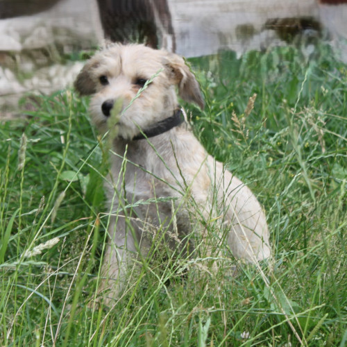 Hund links