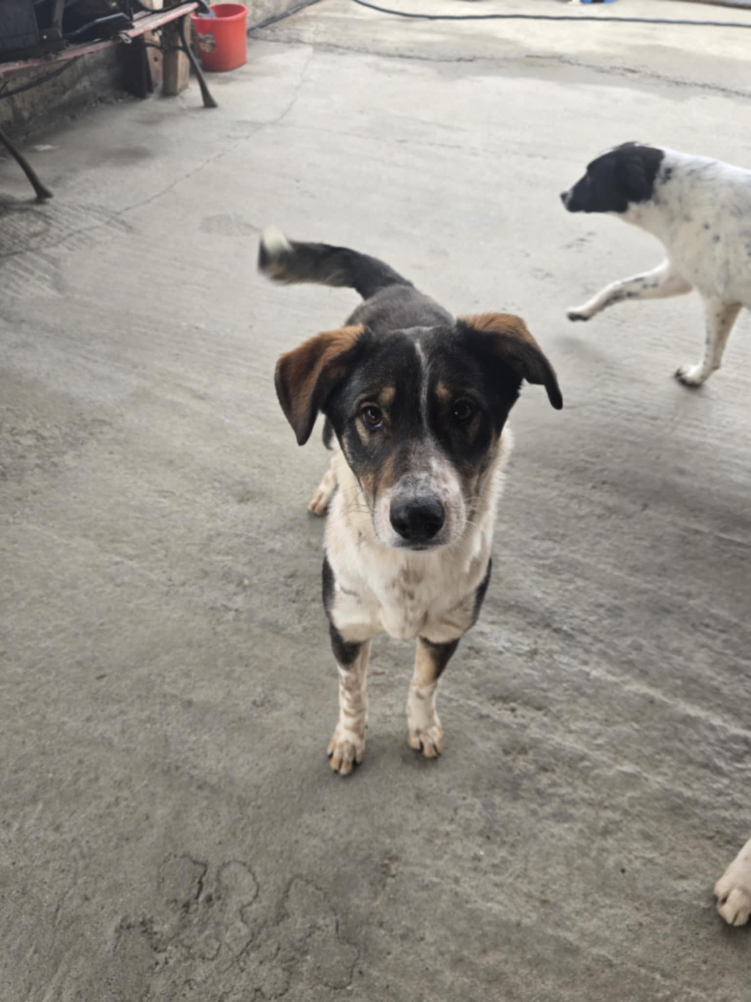 Hund rechts