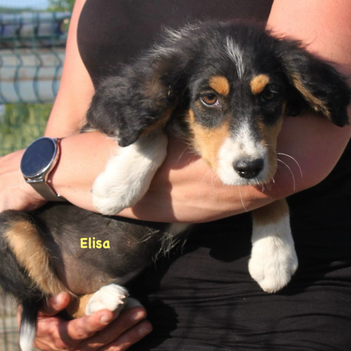 Hund links
