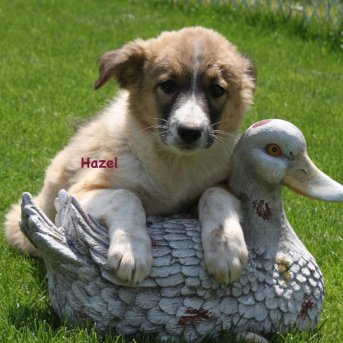 Hund links