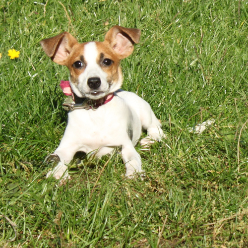 Hund links