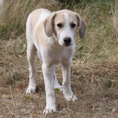 Hund links