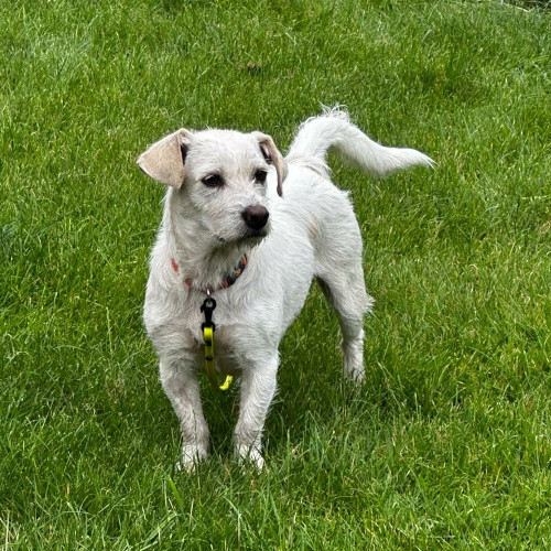 Hund links