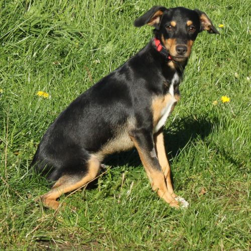 Hund rechts