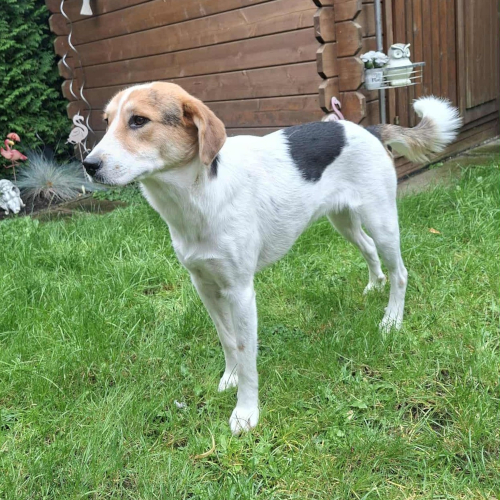 Hund rechts