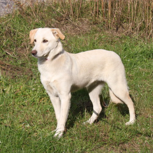Hund rechts