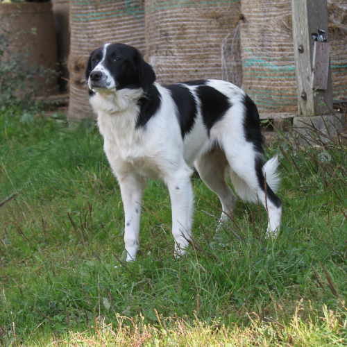 Hund rechts