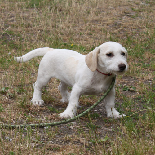 Hund links