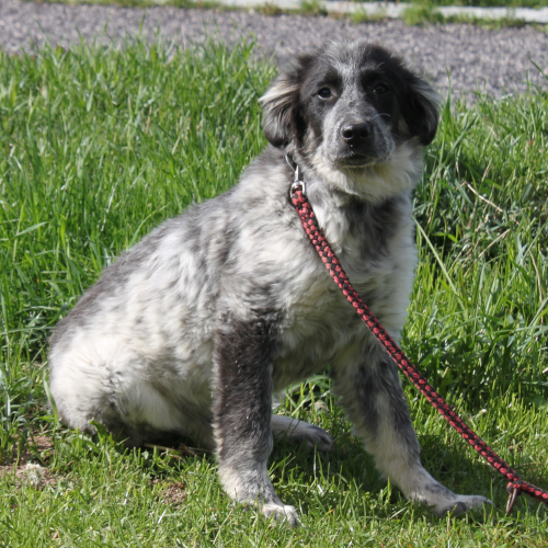 Hund links