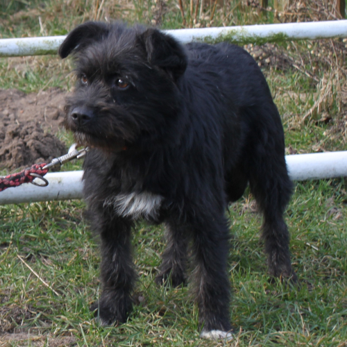 Hund rechts