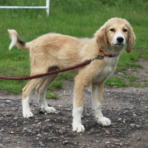 Hund rechts