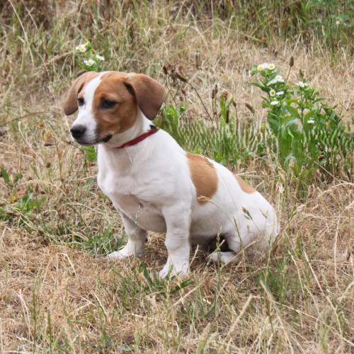 Hund rechts
