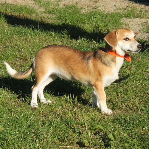 Hund links