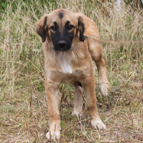 Hund links