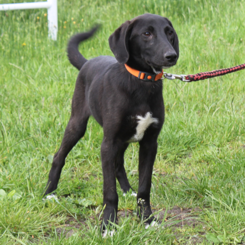 Hund links
