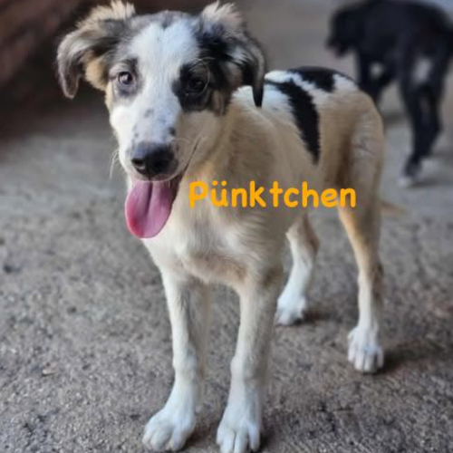Hund links