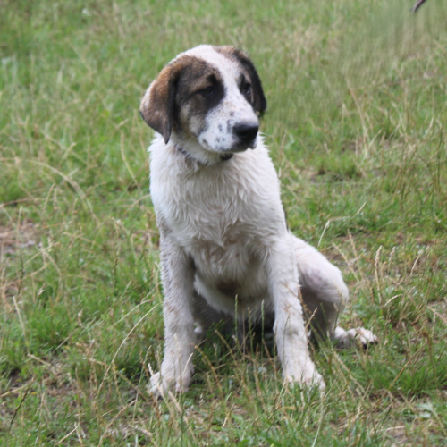 Hund links