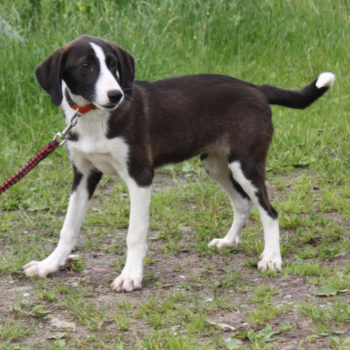 Hund links