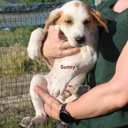 Hund links