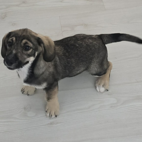 Hund rechts
