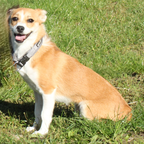 Hund links