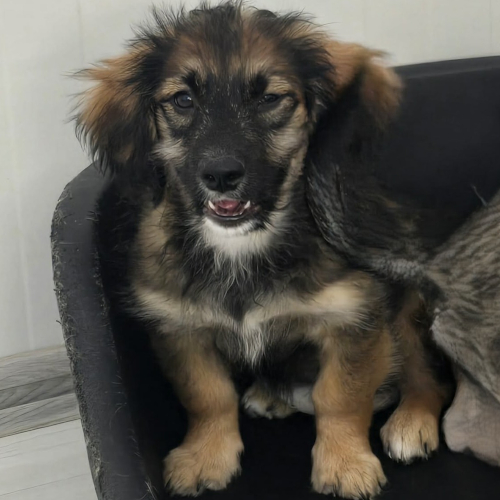 Hund rechts