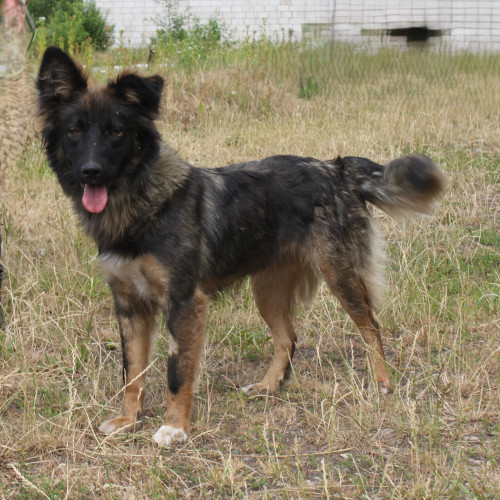 Hund links